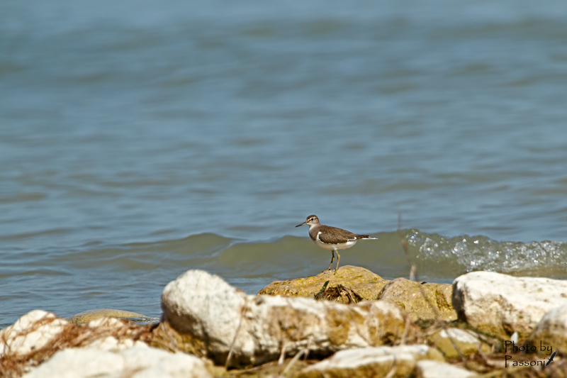 Ci risiamo con i limicoli!  Piro piro piccolo (Actitis hypoleucos)